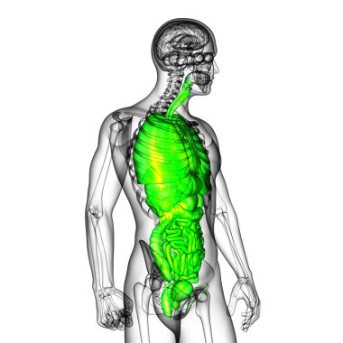 3D render Medikal illüstrasyon insan sindirim sisteminin ve