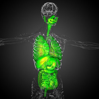 3D render Medikal illüstrasyon insan sindirim sisteminin ve
