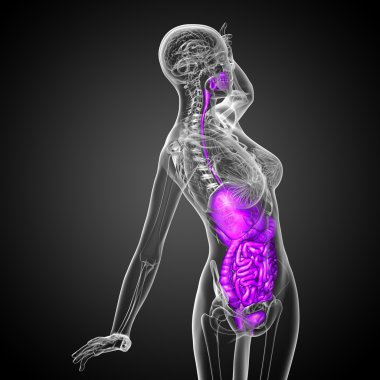 3D render Medikal illüstrasyon insan sindirim sisteminin ve