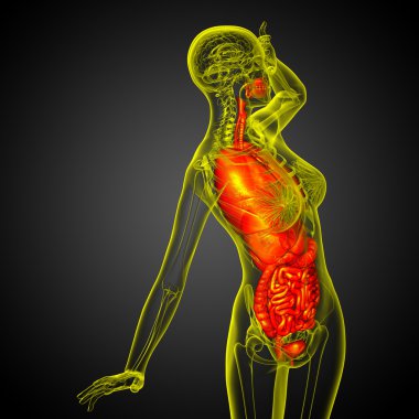 3D render Medikal illüstrasyon insan sindirim sisteminin ve
