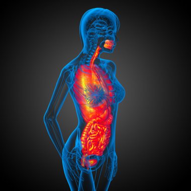 3D render Medikal illüstrasyon insan sindirim sisteminin ve