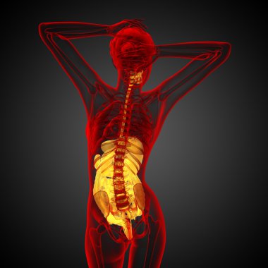 İnsan sindirim sisteminin 3 boyutlu tıbbi çizimi 