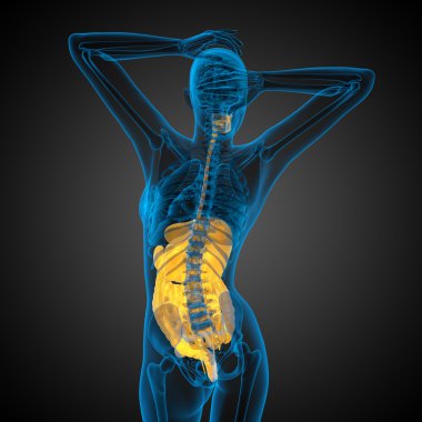 İnsan sindirim sisteminin 3 boyutlu tıbbi çizimi 