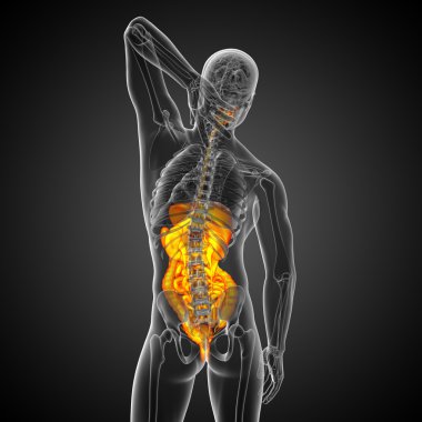 İnsan sindirim sisteminin 3 boyutlu tıbbi çizimi 