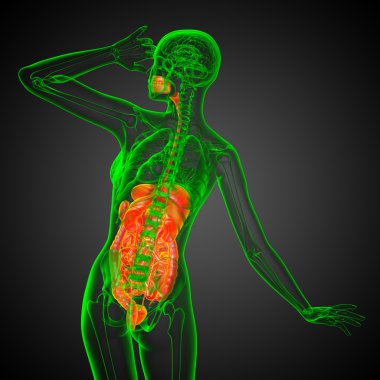 İnsan sindirim sisteminin 3 boyutlu tıbbi çizimi 