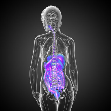 İnsan sindirim sisteminin 3 boyutlu tıbbi çizimi 