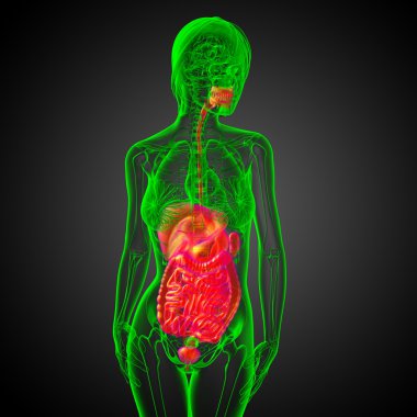 İnsan sindirim sisteminin 3 boyutlu tıbbi çizimi 