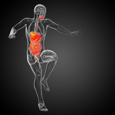 İnsan sindirim sisteminin 3 boyutlu tıbbi çizimi 