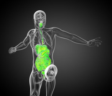 İnsan sindirim sisteminin 3 boyutlu tıbbi çizimi 