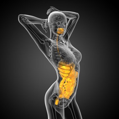 İnsan sindirim sisteminin 3 boyutlu tıbbi çizimi 