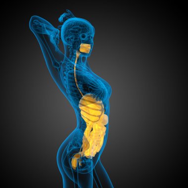 İnsan sindirim sisteminin 3 boyutlu tıbbi çizimi 