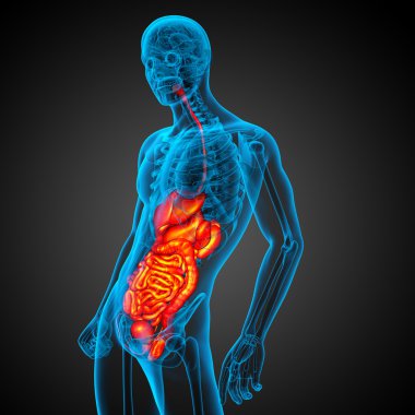 İnsan sindirim sisteminin 3 boyutlu tıbbi çizimi 