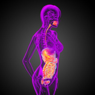 İnsan sindirim sisteminin 3 boyutlu tıbbi çizimi 