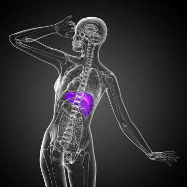 3D render Medikal illüstrasyon karaciğer