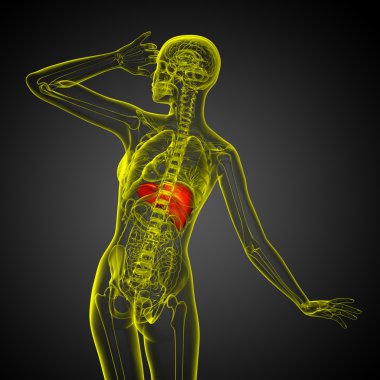 3D render Medikal illüstrasyon karaciğer