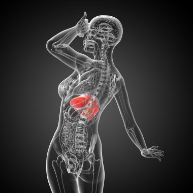 3D render Medikal illüstrasyon karaciğer