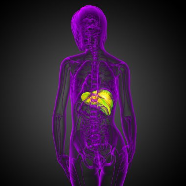 3D render Medikal illüstrasyon karaciğer