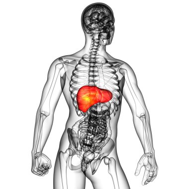 3D render Medikal illüstrasyon karaciğer 