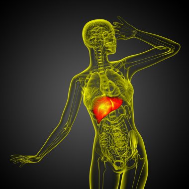 3D render Medikal illüstrasyon karaciğer 