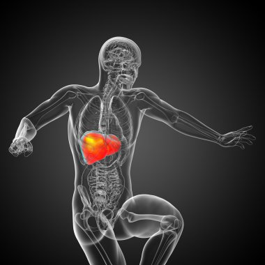 3D render Medikal illüstrasyon karaciğer 