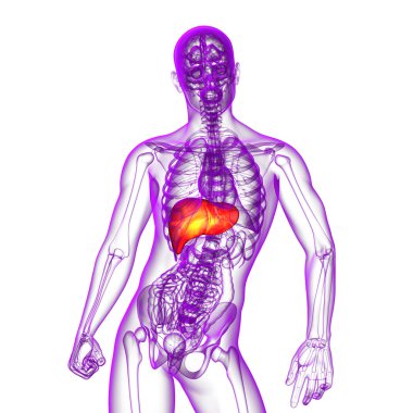 3D render Medikal illüstrasyon karaciğer 