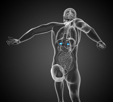 3D render Medikal illüstrasyon dalak 