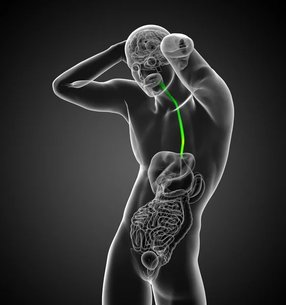 3D göra medicinsk illustration av matstrupen — Stockfoto