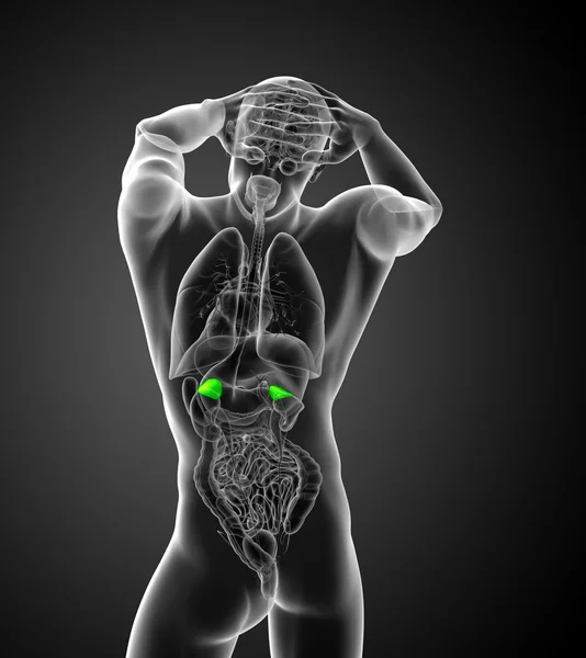 3d hacer ilustración médica de las glándulas suprarrenales humanas —  Fotos de Stock