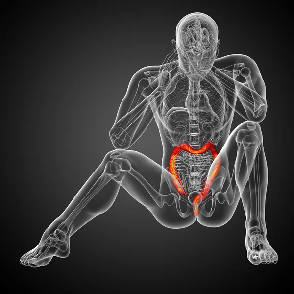 Sistema digestivo humano intestino grueso —  Fotos de Stock