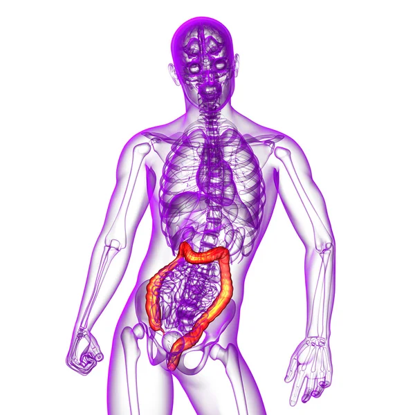 Sistema digestivo humano intestino grueso — Foto de Stock