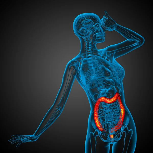 Sistema digestivo humano intestino grueso —  Fotos de Stock