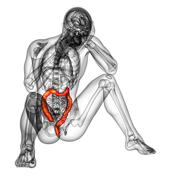 Sistema digestivo humano intestino grosso — Fotografia de Stock