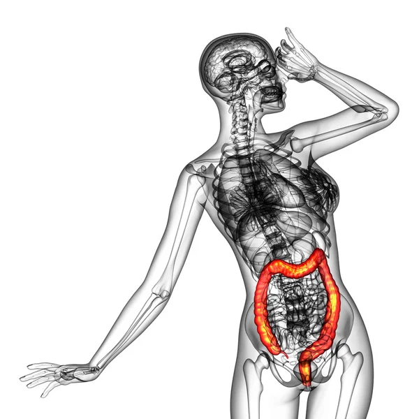 人体消化系统大肠 — 图库照片