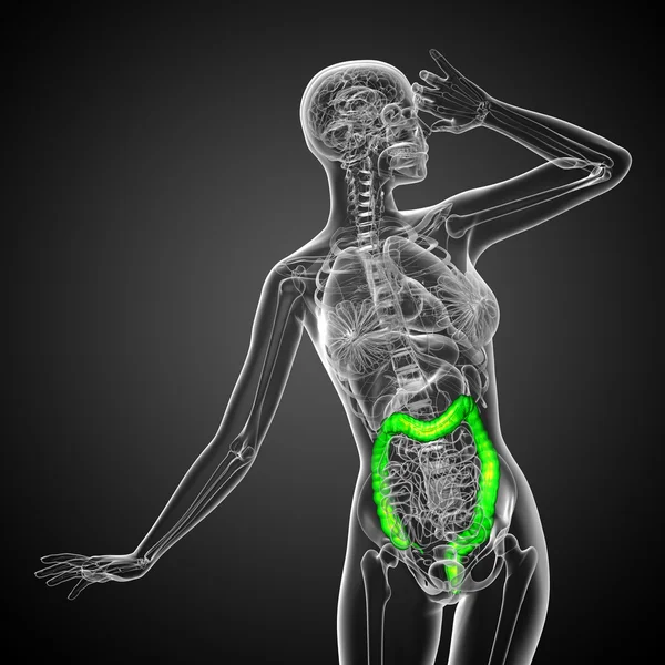 Sistema digestivo humano intestino grueso — Foto de Stock