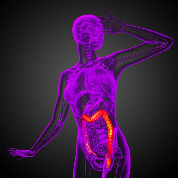 Sistema digestivo humano intestino grosso — Fotografia de Stock