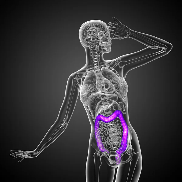 Sistema digestivo humano intestino grueso —  Fotos de Stock