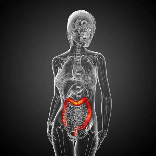 Sistema digestivo humano intestino grosso — Fotografia de Stock