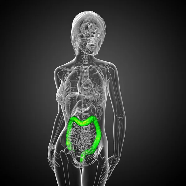Système digestif humain gros intestin — Photo