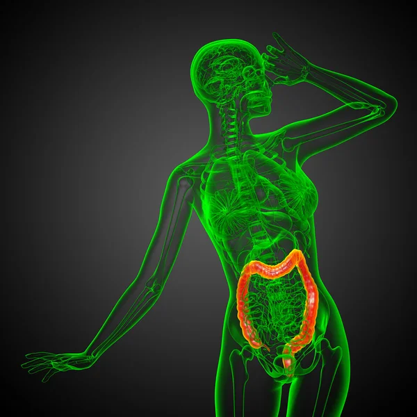 Human digestive system large intestine — Stock Photo, Image