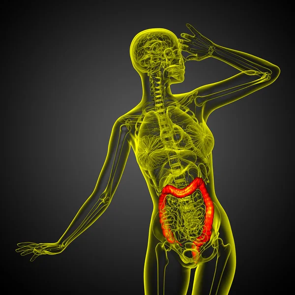 Sistema digestivo humano intestino grosso — Fotografia de Stock