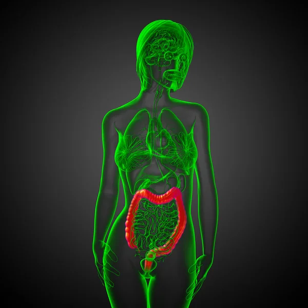 Sistema digestivo humano intestino grosso — Fotografia de Stock