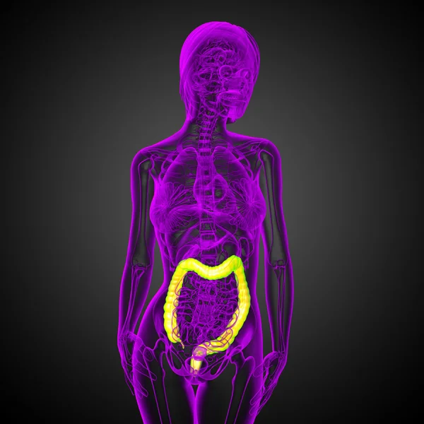 Sistema digestivo humano intestino grueso —  Fotos de Stock