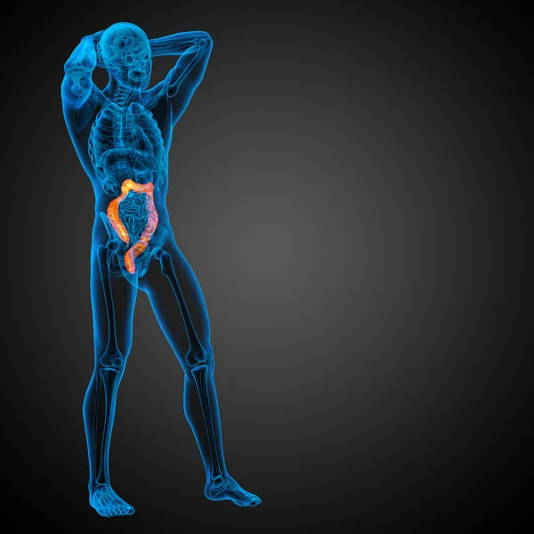 Толстая кишка пищеварительной системы человека — стоковое фото