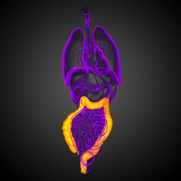 Sistema digestivo humano intestino grueso — Foto de Stock