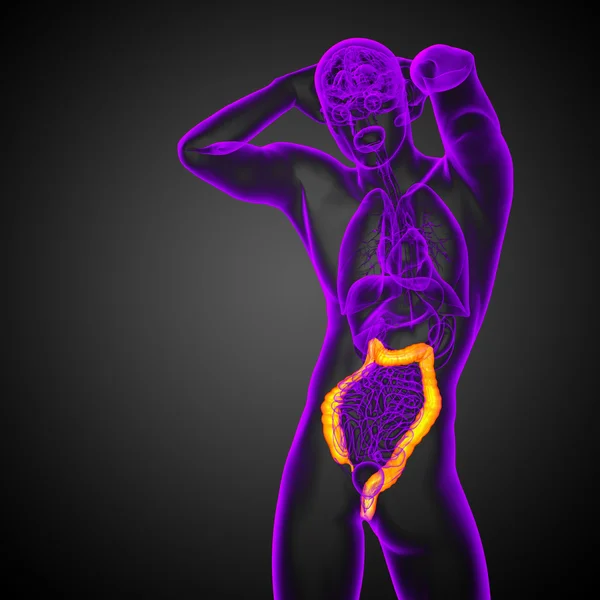 Sistema digestivo humano intestino grueso — Foto de Stock