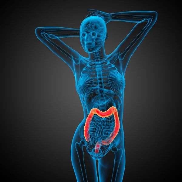 Толстая кишка пищеварительной системы человека — стоковое фото
