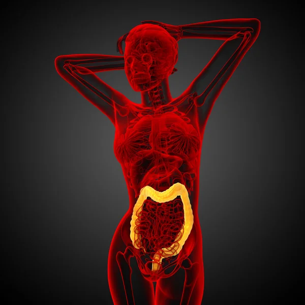 Sistema digestivo humano intestino grueso — Foto de Stock