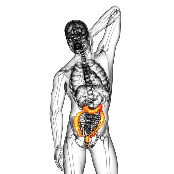 Sistema digestivo humano intestino grosso — Fotografia de Stock