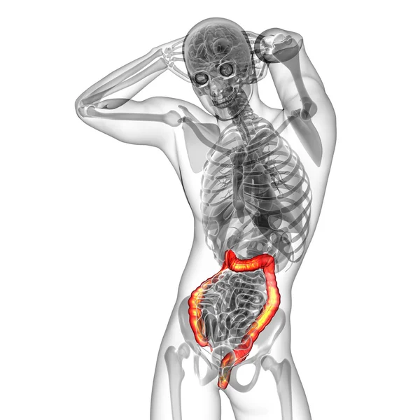 Sistema digestivo humano intestino grueso — Foto de Stock