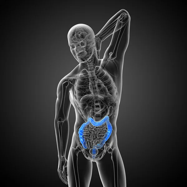 Sistema digestivo humano intestino grosso — Fotografia de Stock